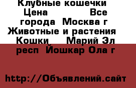 Клубные кошечки › Цена ­ 10 000 - Все города, Москва г. Животные и растения » Кошки   . Марий Эл респ.,Йошкар-Ола г.